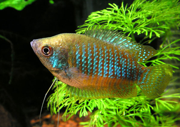 COLISA SOTA